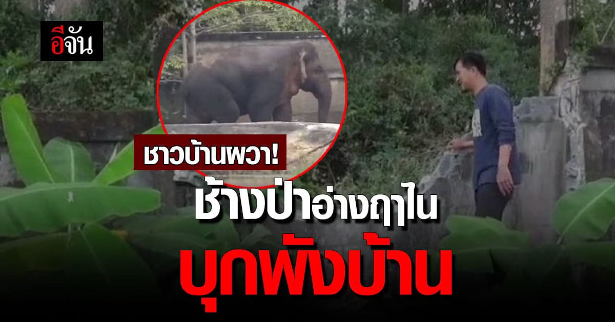 ชาวบ้านปราจีนฯ ผวา ช้างป่าอ่างฤาไน บุกพังกำแพงบ้าน เสียหายหลายหลัง