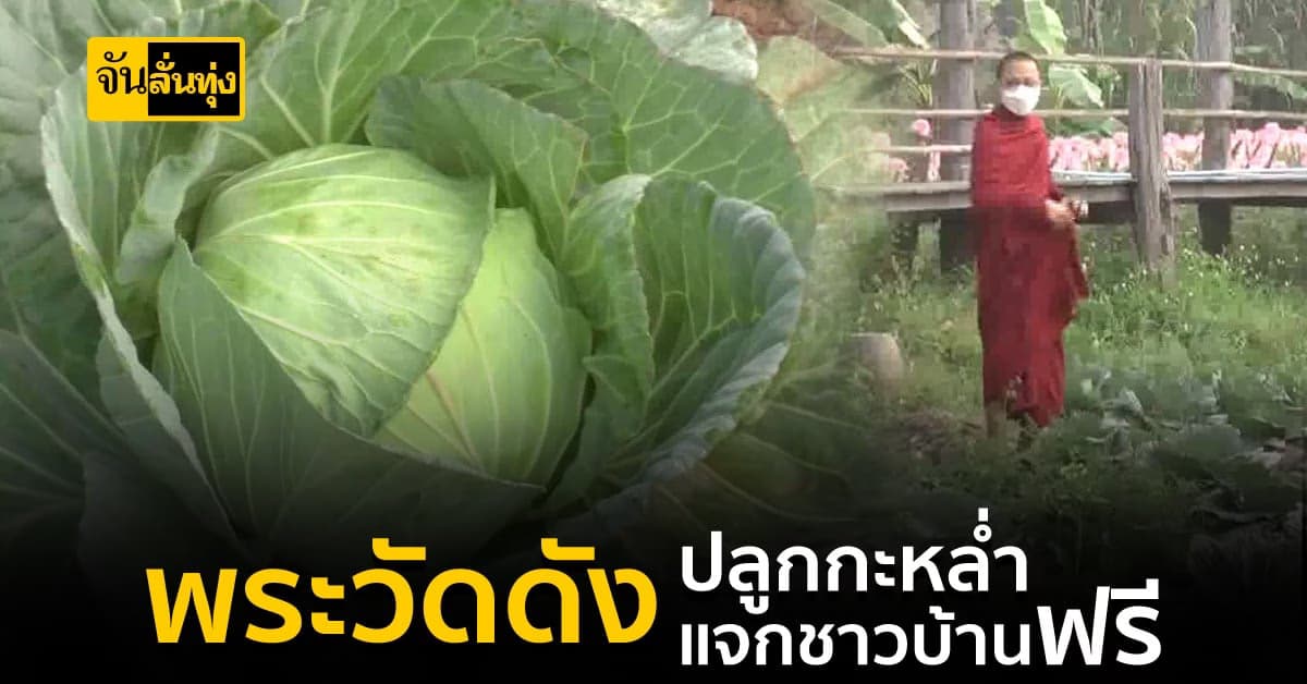 พระวัดดัง ปลูกกะหล่ำปลี พืชผักสวนครัว แจกชาวบ้านฟรี