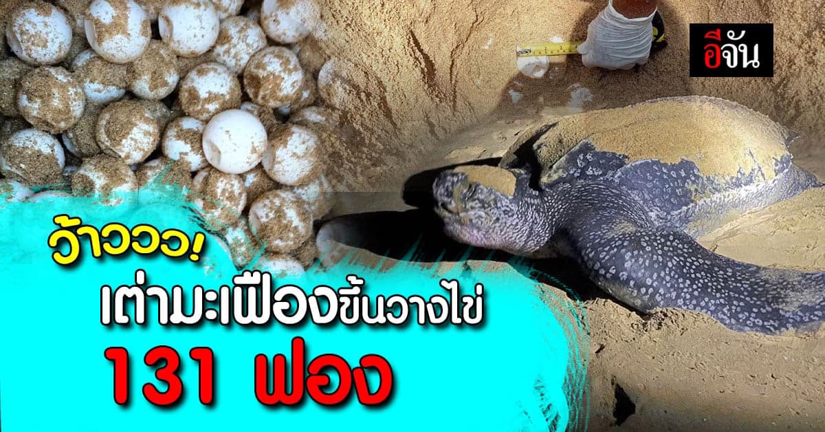 เฮ! รับปีใหม่ เต่ามะเฟือง-เต่าทะเล ขึ้นวางไข่ สะท้อนความอุดมสมบูรณ์