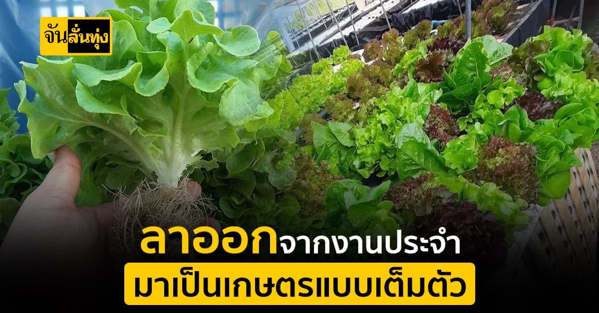 ใช้พื้นที่ว่างให้เกิดประโยชน์ ปลูกผักไฮโดรโปนิกส์ สร้างรายได้