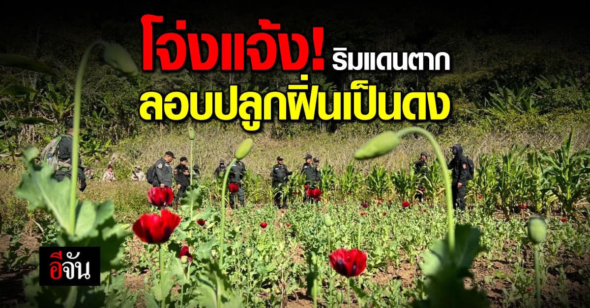 ตำรวจ บุกทำลาย ไร่ฝิ่น ใกล้ชายแดนไทย บริเวณ จ.ตาก