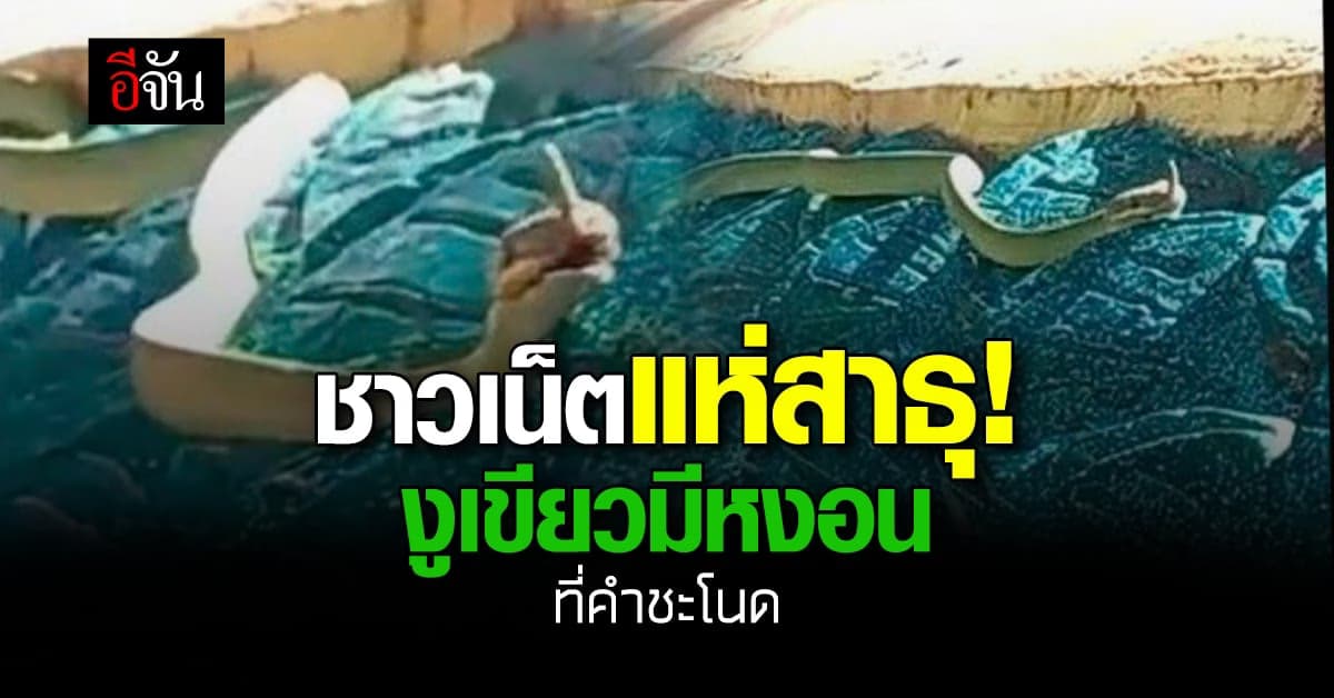 ชาวเน็ตสาธุ งูเขียวมีหงอน ที่คำชะโนด จ.อุดรธานี เชื่อเป็นบริวาร พญานาค