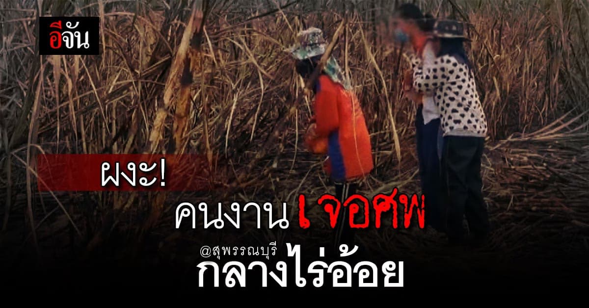ผงะ! คนงานตัดอ้อย เจอศพถูกไฟไหม้ กลางไร่อ้อย