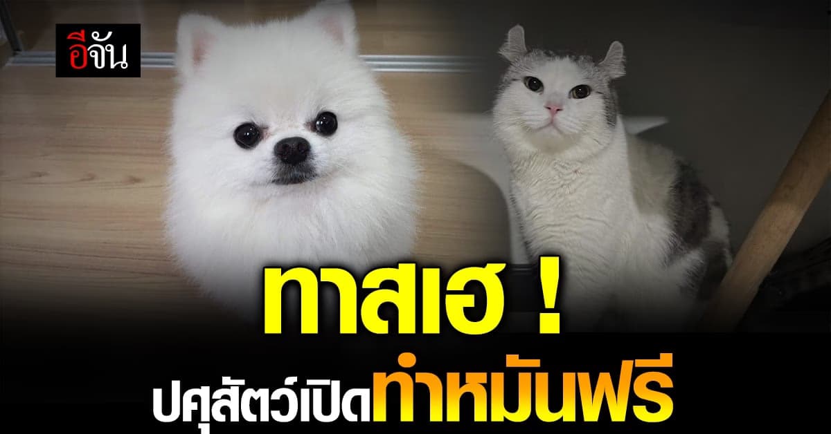 ทาสแมวทาสหมาฟังทางนี้ กรมปศุสัตว์เปิดรับทำหมัน พร้อมฉีดวัคซีน ฟรี!