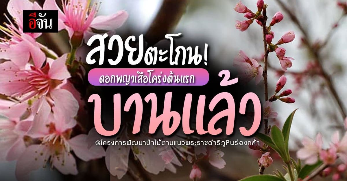 สวยงาม! สิ้นสุดการรอคอย ดอกพญาเสือโคร่ง ต้นแรกผลิดอกบานแล้ว