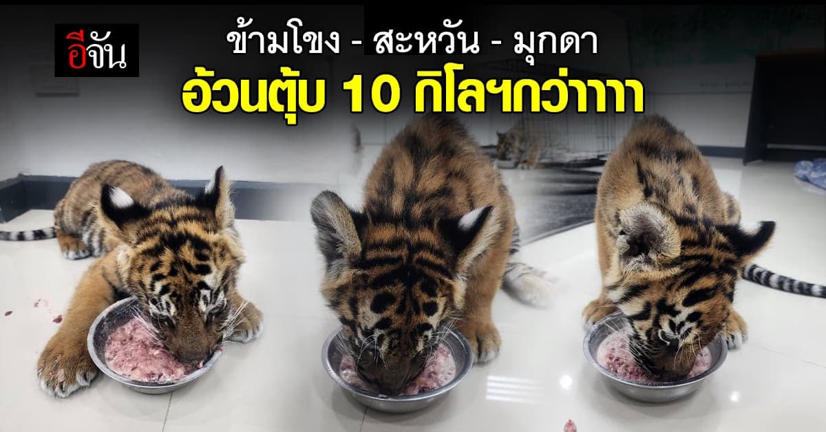 ลูกเสือโคร่ง ของกลางที่ถูกยึด กินเก่งอ้วนมาก!