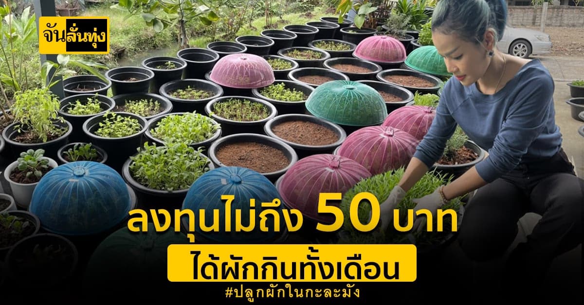 ปลูกผักลงกะละมัง ลงทุนไม่ถึง 50 บาท ยอดสั่งจองเพียบ