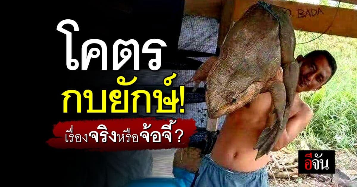 โคตรกบยักษ์! โซเชียลแห่แชร์ แต่เถียงกันว่ามีจริงหรือ?