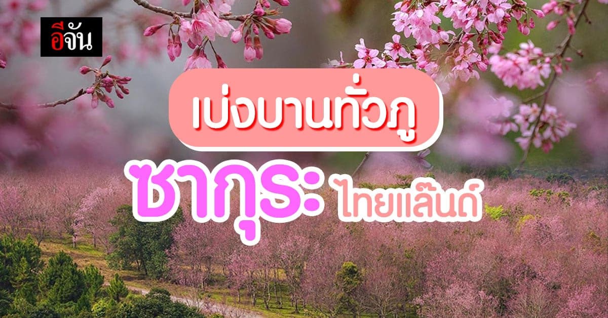 สวยมาก! หุบเขาสีชมพู ดอกนางพญาเสือโคร่ง @ภูลมโล ภูหินร่องกล้า