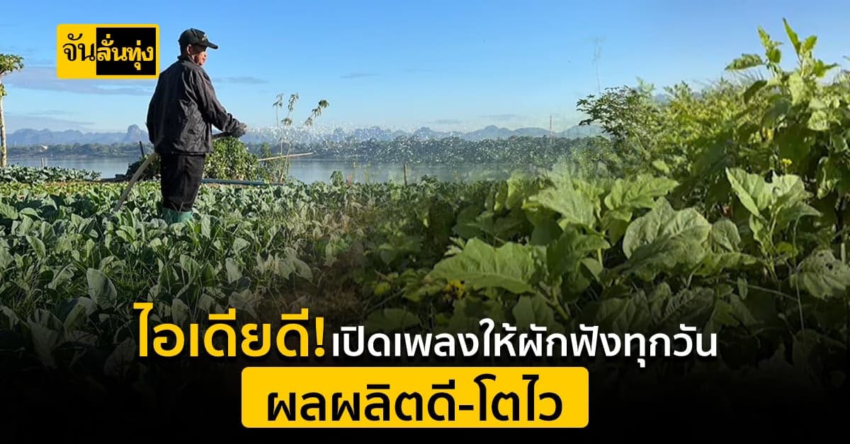 ไอเดียเจ๋ง! ปลูกผักริมโขง เปิดเพลงให้ฟังทุกวัน ผักโตเร็ว