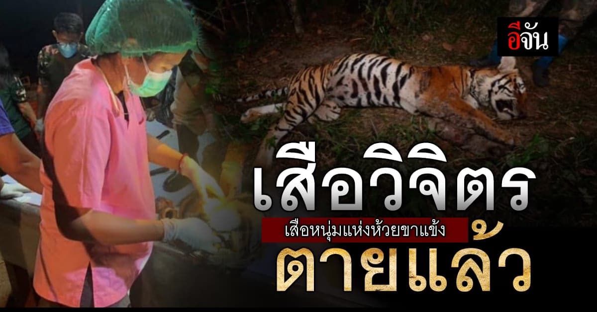 เสือวิจิตร เสือหนุ่มแห่งห้วยขาแข้ง ตายแล้ว