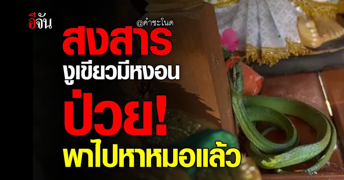 สงสาร งูเขียวมีหงอนที่คำชะโนดป่วย อ้าปากค้าง ชาวบ้านเจอ พาไปรักษา