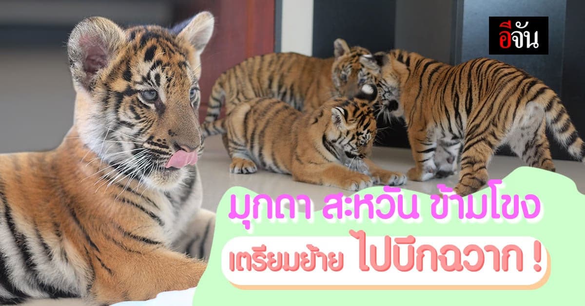 เตรียมย้าย! 3 เสือโคร่งของกลางจาก อุบลราชธานี ไปบึงฉวาก