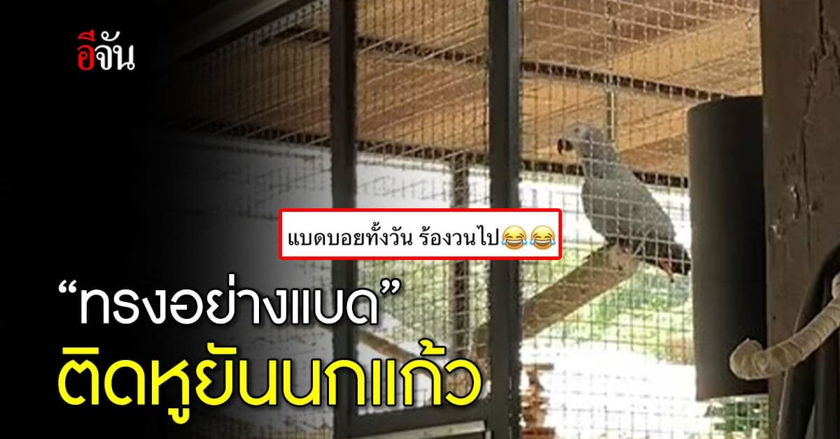 ฮิตต่อเนื่อง! ทรงอย่างแบด นกแก้วยังร้องตามได้