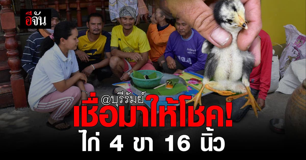 ฮือฮา! ลูกไก่ชนมี 4 ขา 16 นิ้ว เจ้าของเผย
40 ปี เพิ่งเคยเจอ