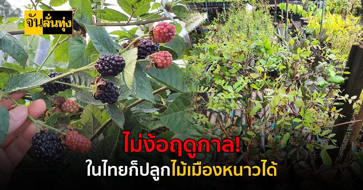 ปลูกไม้เมืองหนาว สร้างรายได้ครึ่งแสนต่อเดือน!