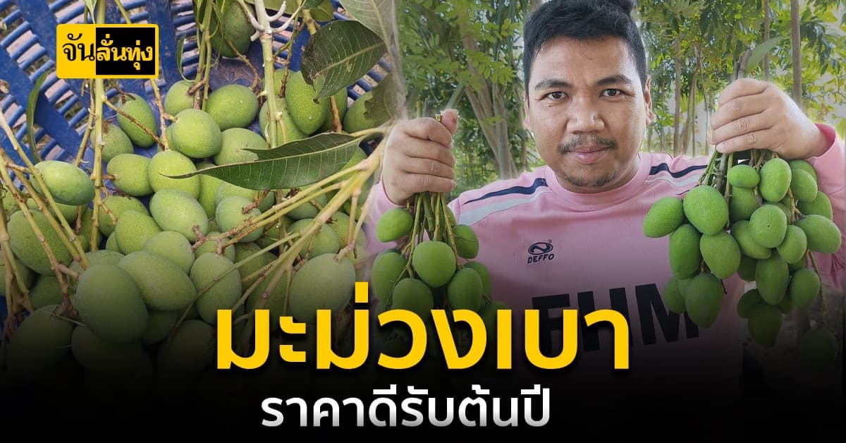 มะม่วงเบาราคาดีรับต้นปี ยอดสั่งทะลุ