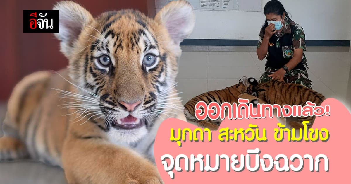 3 ลูกเสือโคร่ง ออกเดินทางจากอุบลราชธานี จุดหมายบึงฉวาก