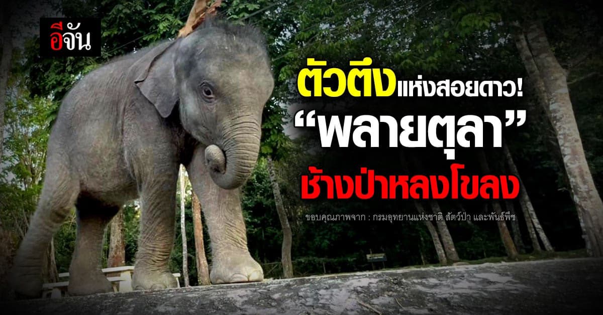 เผยภาพล่าสุด พลายตุลา ลูกช้างป่าหลงโขลง ตอนนี้แข็งแรงมาก!