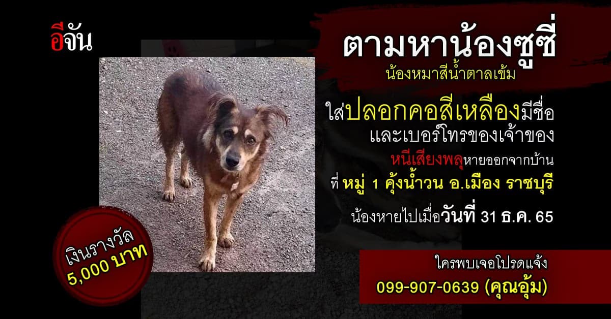 เจ้าของประกาศตามหาน้องหมาหาย มีเงินรางวัล 5,000 บาท ช่วยพาน้องกลับบ้าน