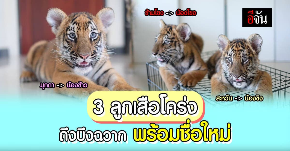 3 ลูกเสือโคร่งถึงจุดหมายแล้ว พร้อมเปลี่ยนชื่อเป็นตละกูล ข.