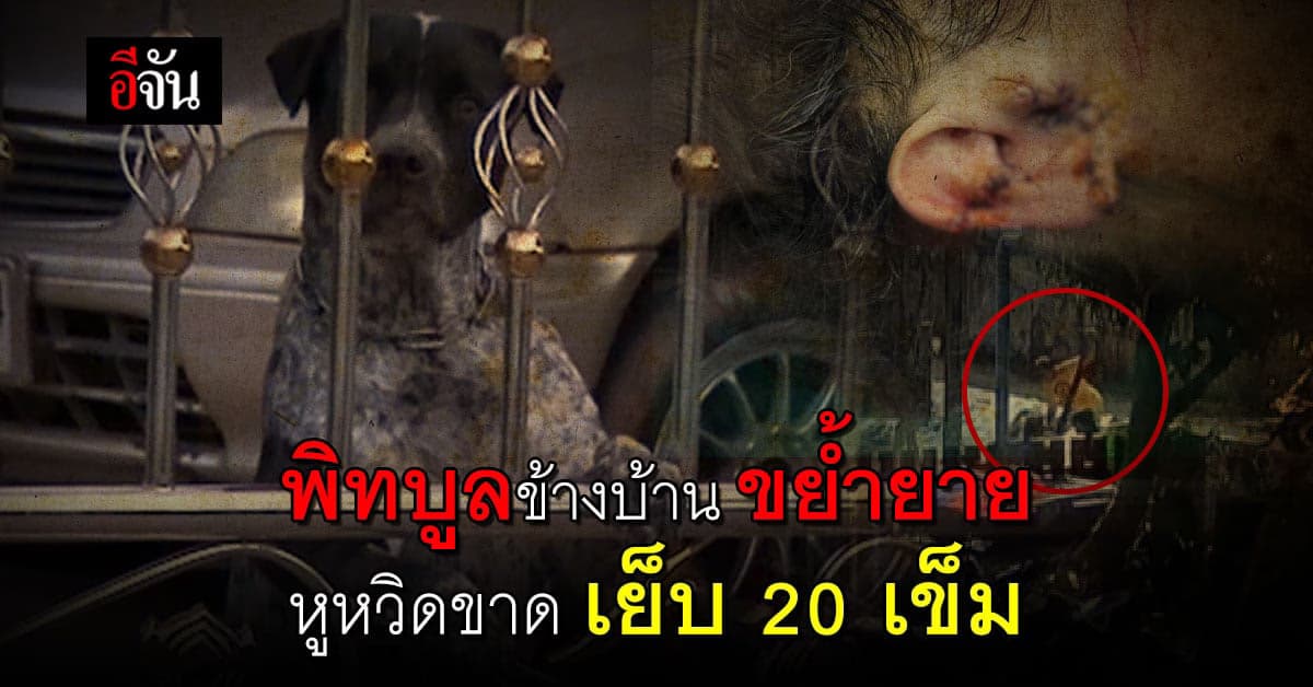 ยายถูก หมาพิทบูล 4 ตัว รุมขย้ำ หลังเดินผ่านรั้วข้างบ้าน