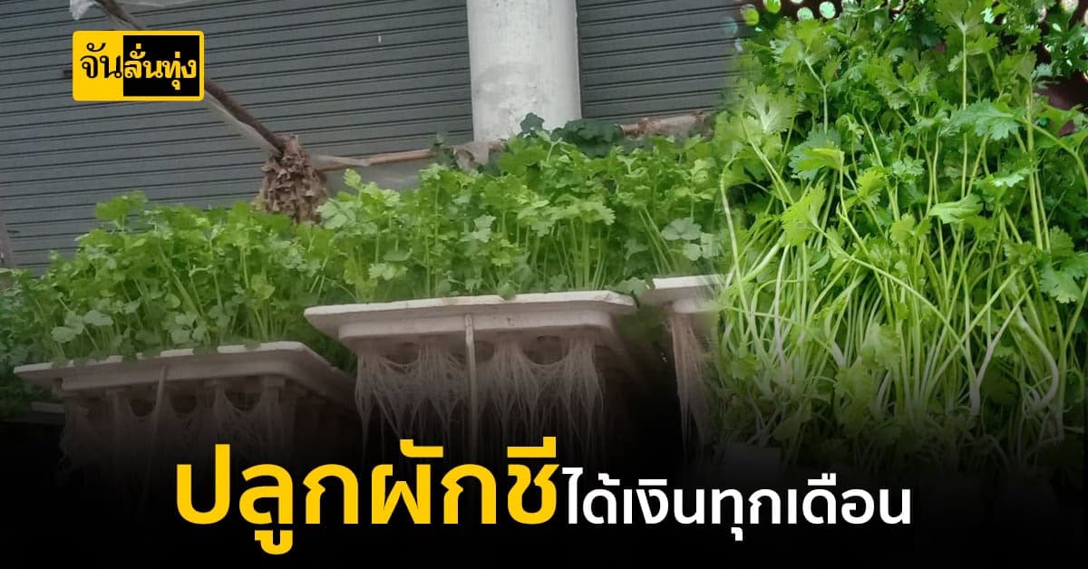 แจกวิธีปลูกผักชีให้ขายได้ทั้งปี