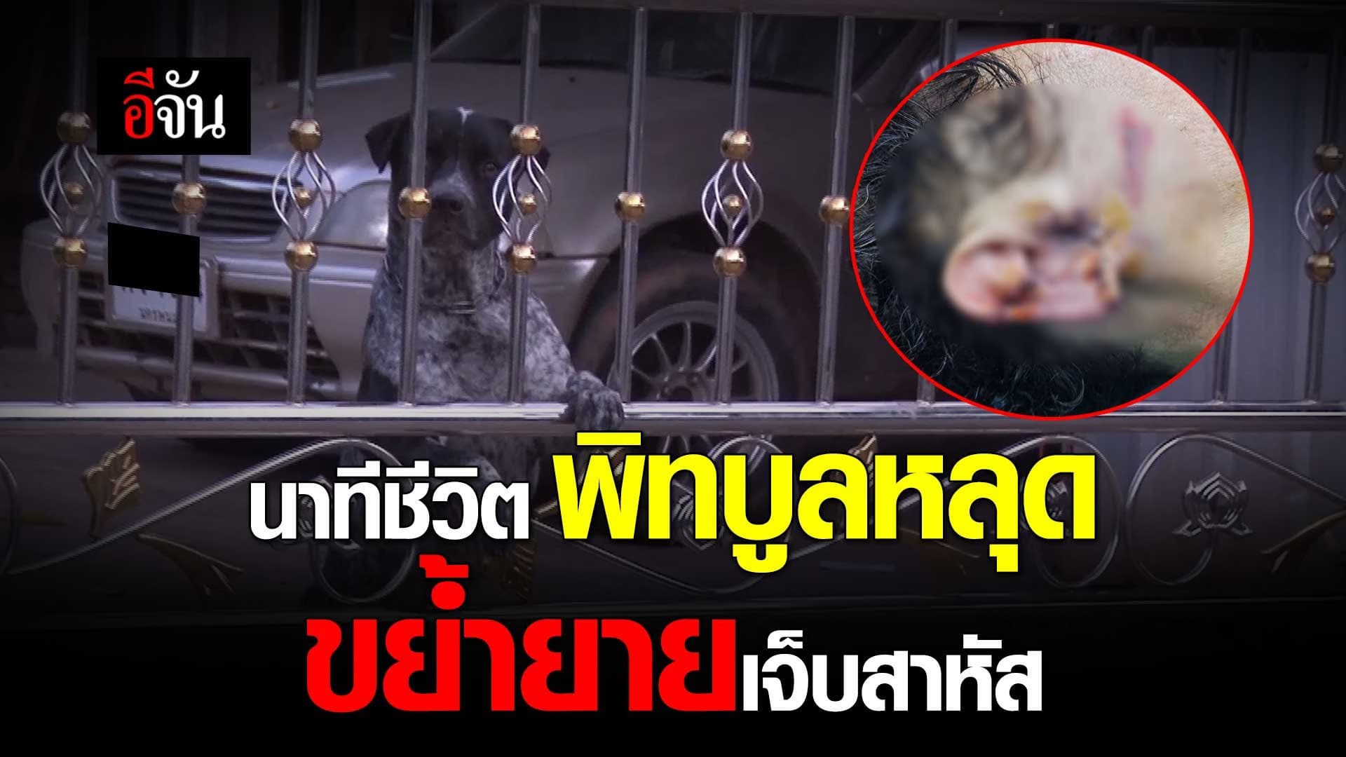 🎬 นาทีชีวิต พิทบูลหลุด ขย้ำยายเจ็บสาหัส