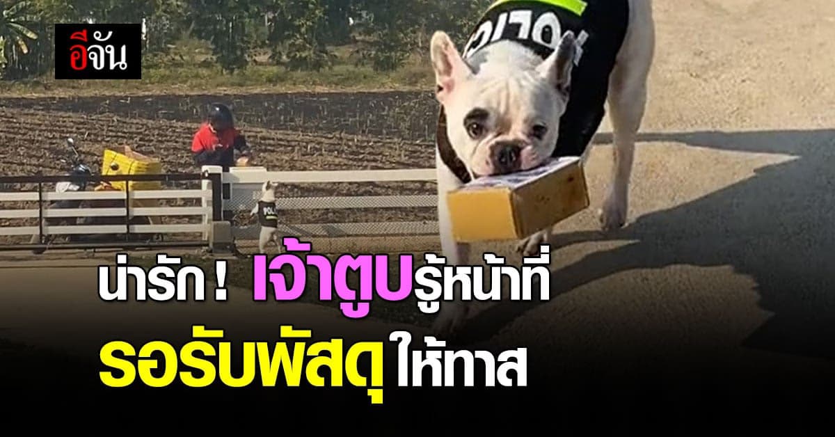 เอ็นดูน้อน รอรับพัสดุให้เจ้าของแสนรู้ จริงๆ