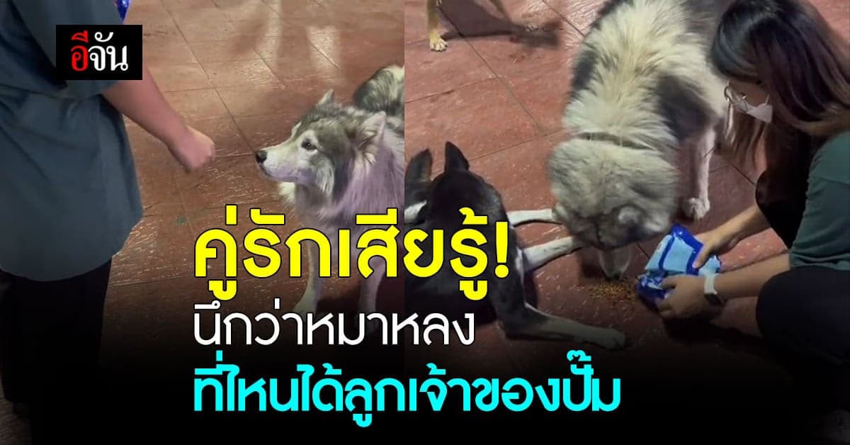 คู่รักสงสารหมาไซบีเรีย นึกว่าหลงมาอยู่ปั๊ม ที่ไหนได้หมาเจ้าของปั๊ม