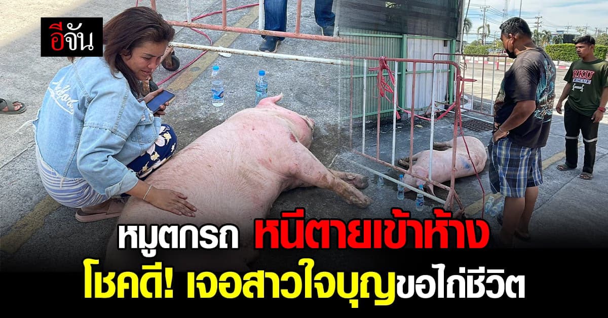 หมูตกรถกลางสี่แยกหนีตายเข้าห้าง สุดโชคดีเจอสาวใจบุญไถ่ชีวิตพ้นโรงเชือด