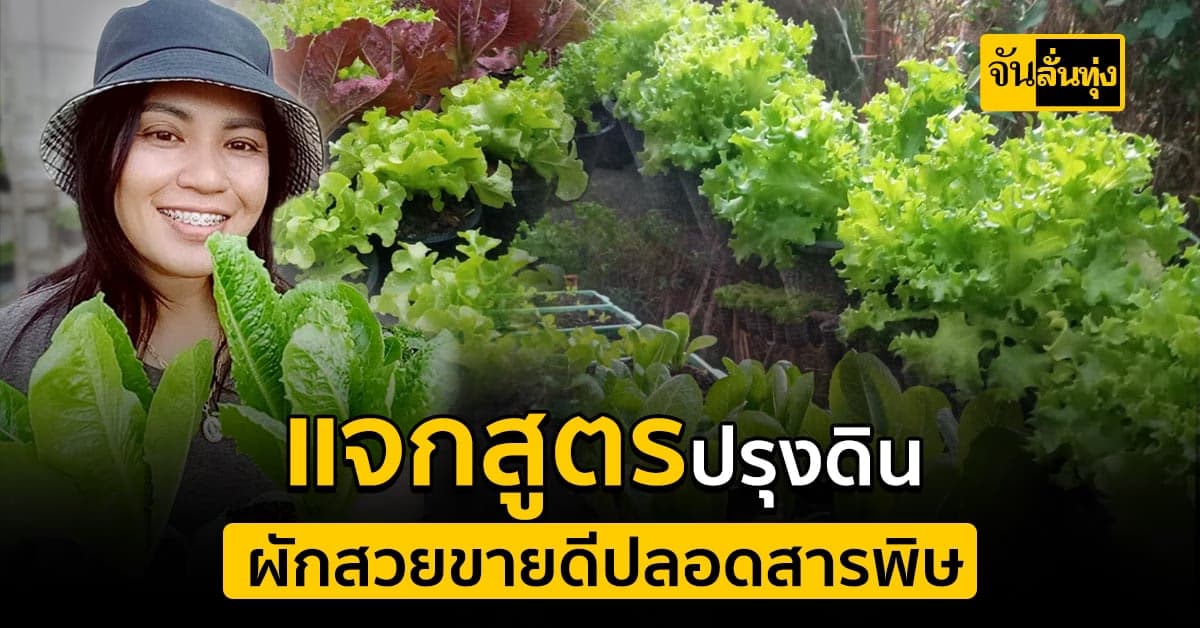 แจกสูตรสร้างรายได้จากการปลูกผัก มีเวลาน้อยไม่ใช่ปัญหา