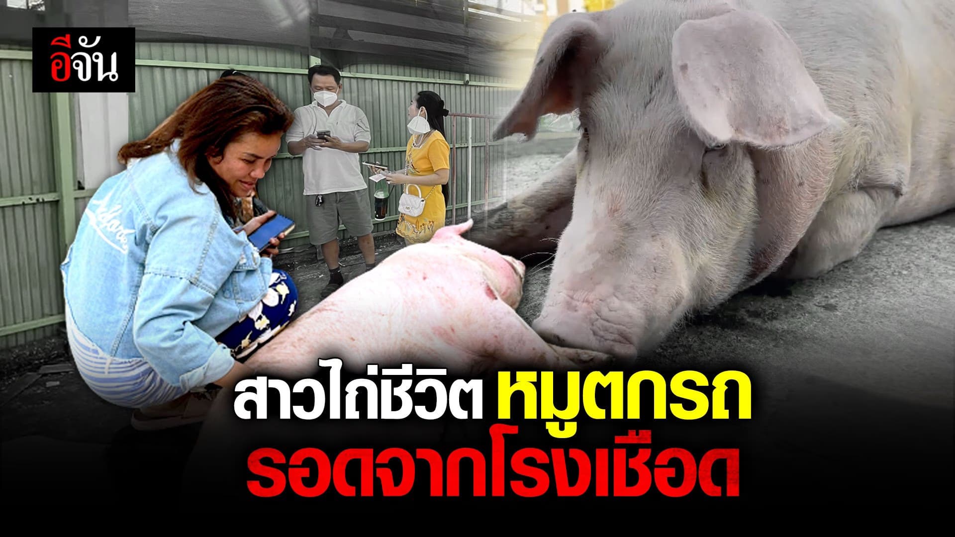 🎬 “ดวงไม่ถึงฆาต” หมูโรงเชือดหนีตายเข้าห้าง เจอคนใจบุญขอไถ่ชีวิต