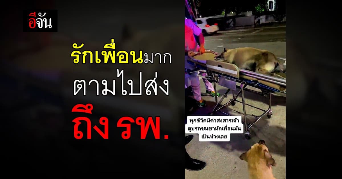 หมา ถูกรถชนขาหัก มีเพื่อน ตามเป็นห่วงเฝ้าไม่ห่าง ตามขึ้นรถกู้ภัยไปส่ง