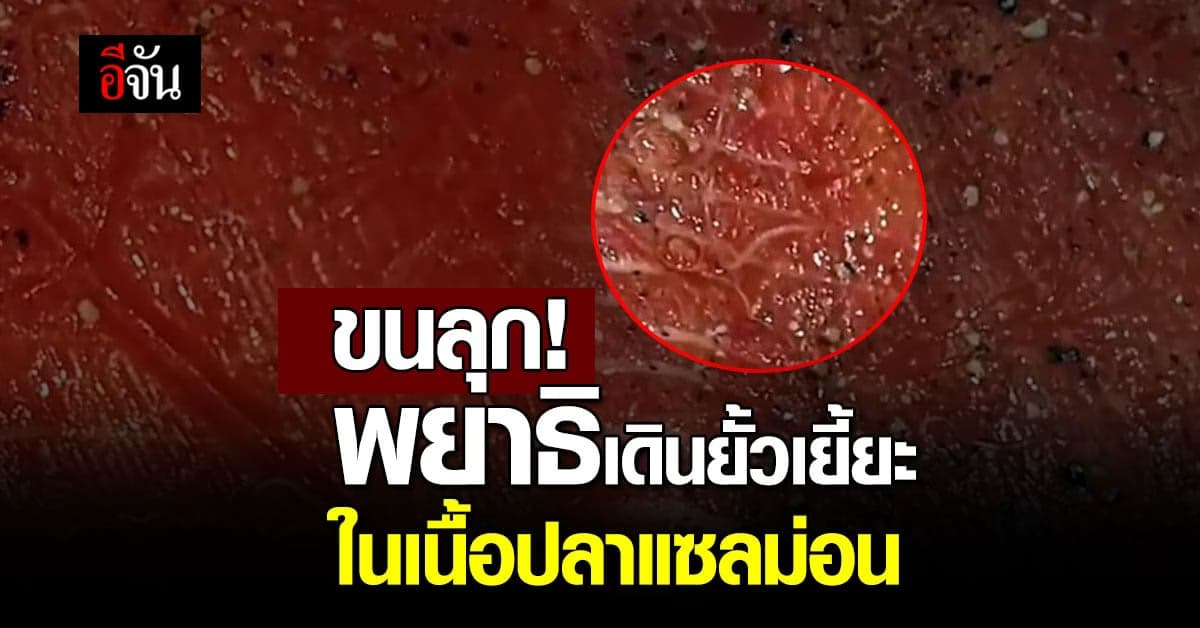 ขนลุก สายแซลม่อนต้องระวัง เจอพยาธิเดินยั้วเยี้ยะในเนื้อปลาแซลม่อน
