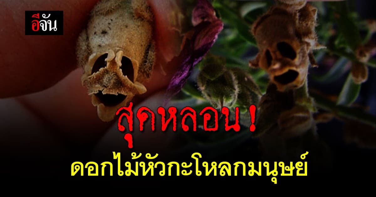 รู้จักกันไหม Snapdragon ดอกไม้หัวกะโหลกมนุษย์สุดหลอน