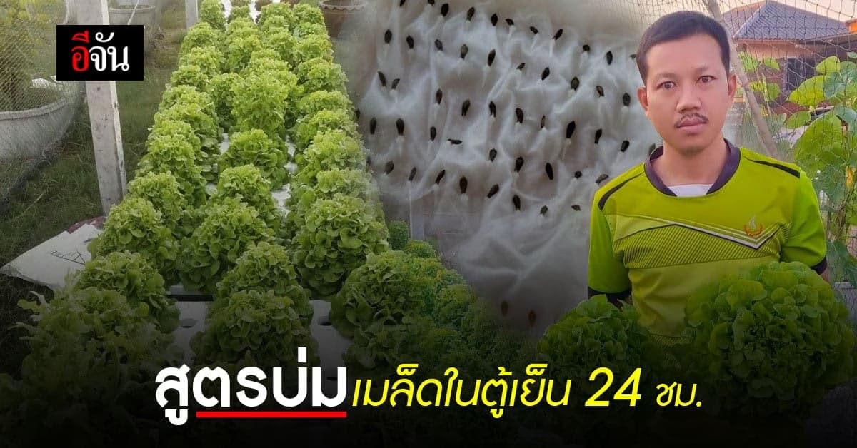 แจกสูตรบ่มเมล็ดผัก 24 ชม.งอกง่ายโตไว