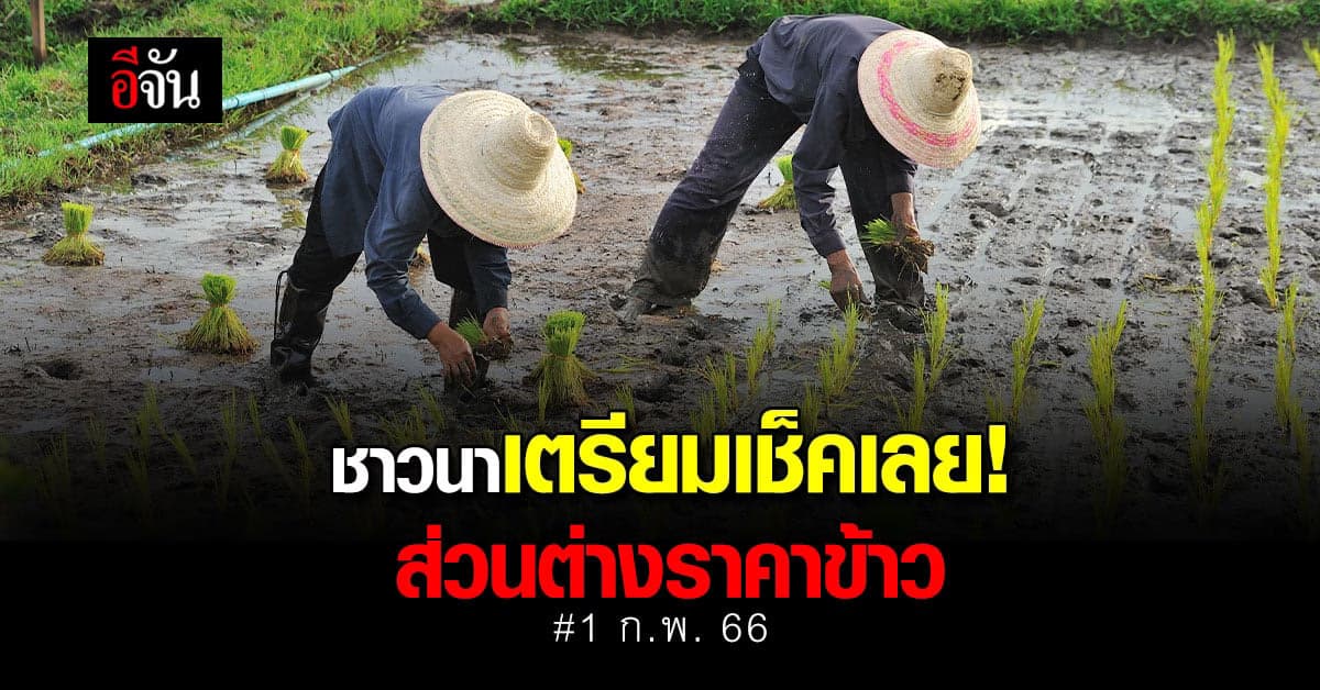 ชาวนาเตรียมเช็คบัญชี! เงินประกันรายได้ข้าว งวด 16 เข้า 1 ก.พ. 66