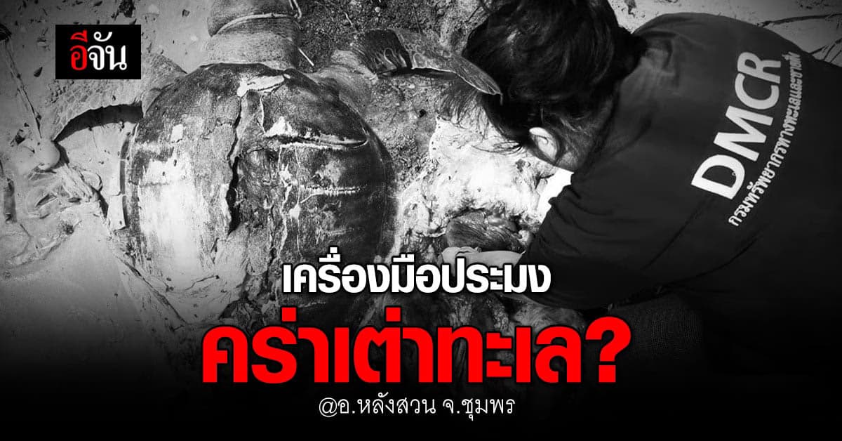 เต่าทะเล เกยตื้นตาย บนชายหาดท้องครก จ.ชุมพร