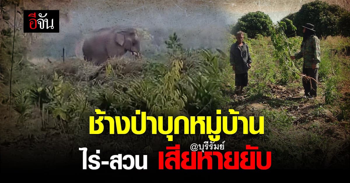 ช้างป่าดงใหญ่ บุกทำลาย สวนทุเรียน เสียหายรายวัน วอนรัฐ หาแนวทางป้องกัน