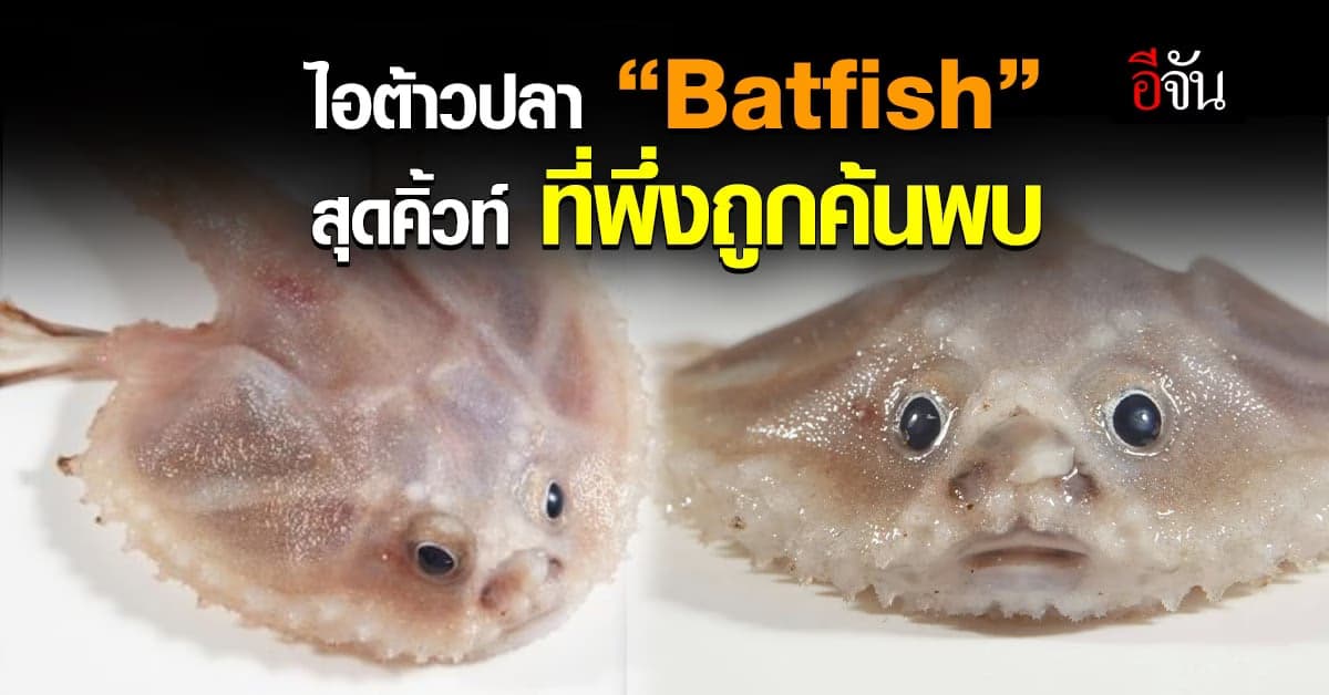 ปลาประหลาดใต้ทะเล ปลาหน้าตาคล้ายค้างคาวที่พึ่งถูกค้นพบ