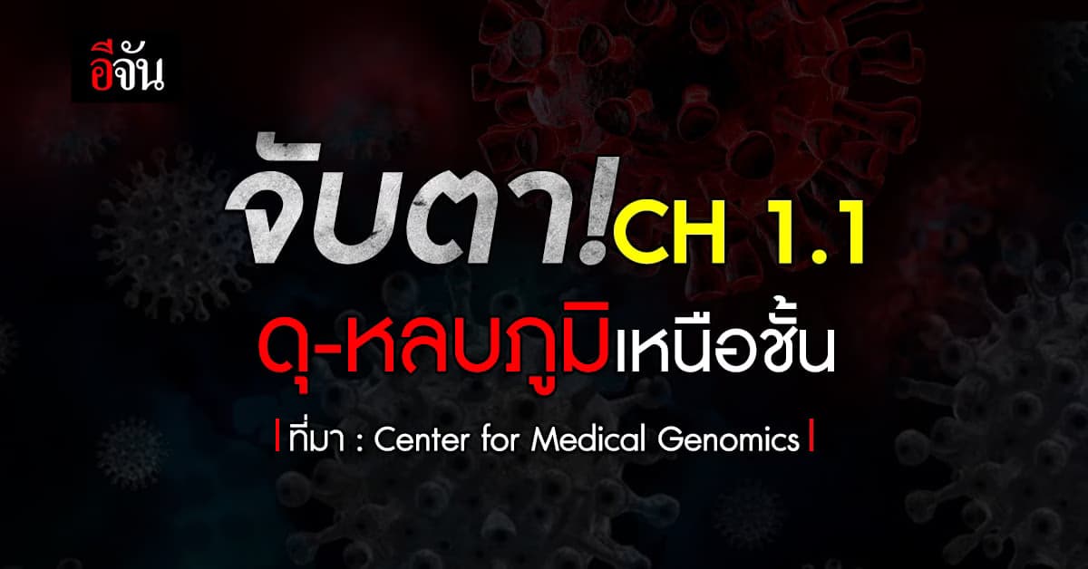 โอมิครอน CH.1.1 หลบเลี่ยงภูมิคุ้มกันเหนือกว่า BQ.1.1 และ XBB.1.5