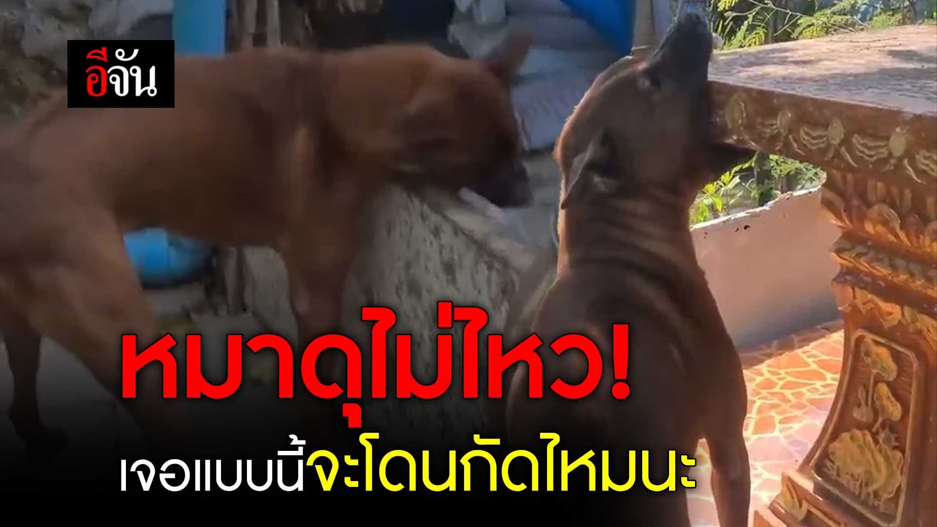 🎬 หมาดุไม่ไหว! เจอแบบนี้จะโดนกัดไหมนะ