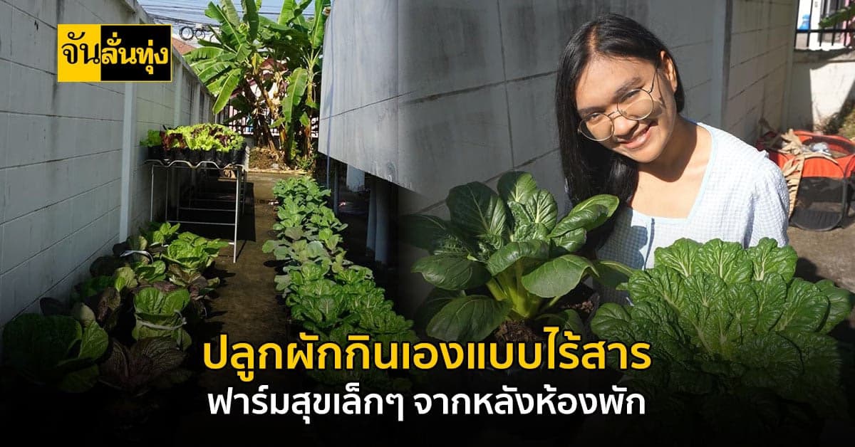 ดีต่อใจ! ใช้พื้นที่หลังห้องพัก ปลูกผักกินเอง แบบปลอดภัยไร้สาร 100%