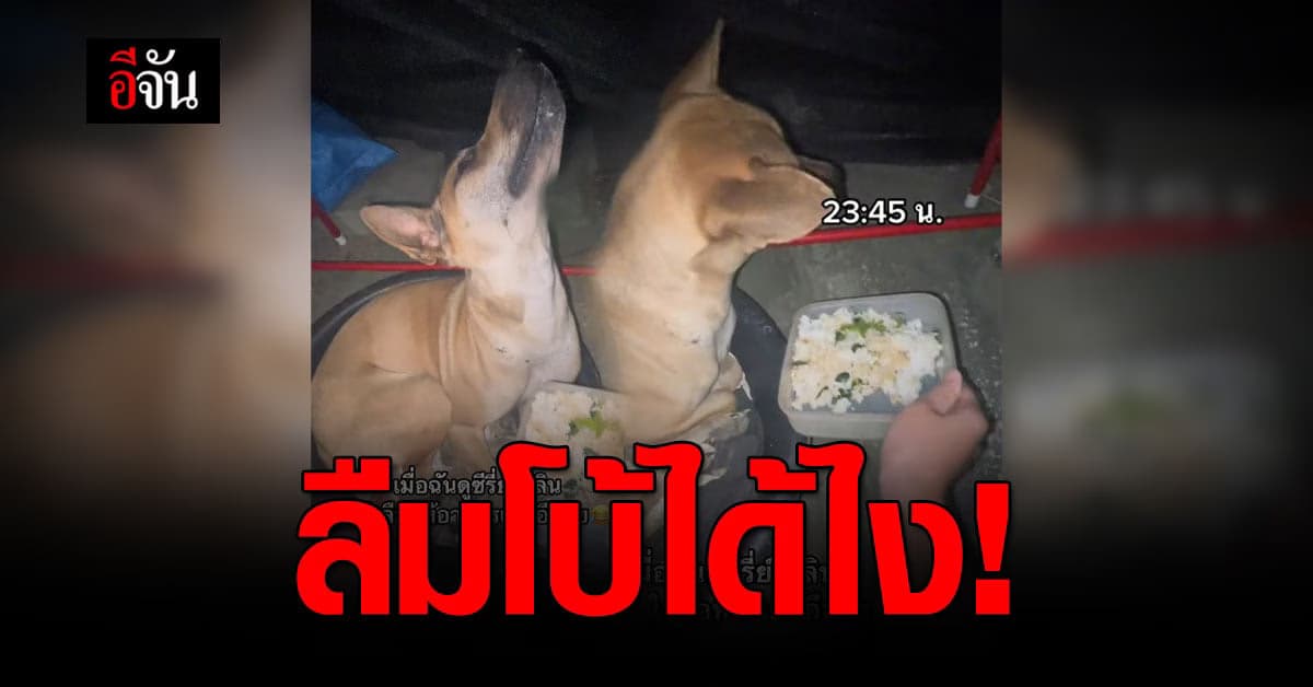 งอนขั้นสุด! เมื่อเจ้านายลืมให้อาหารเย็น โบ้ก็แผลงฤทธิ์