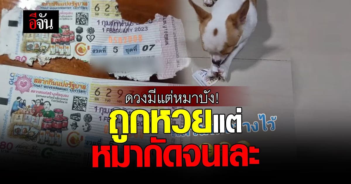 ใจหายแว้บ หนุ่มถูกลอตเตอรี่เลขท้าย 2 ตัว แต่โดนหมาแทะจนเละ