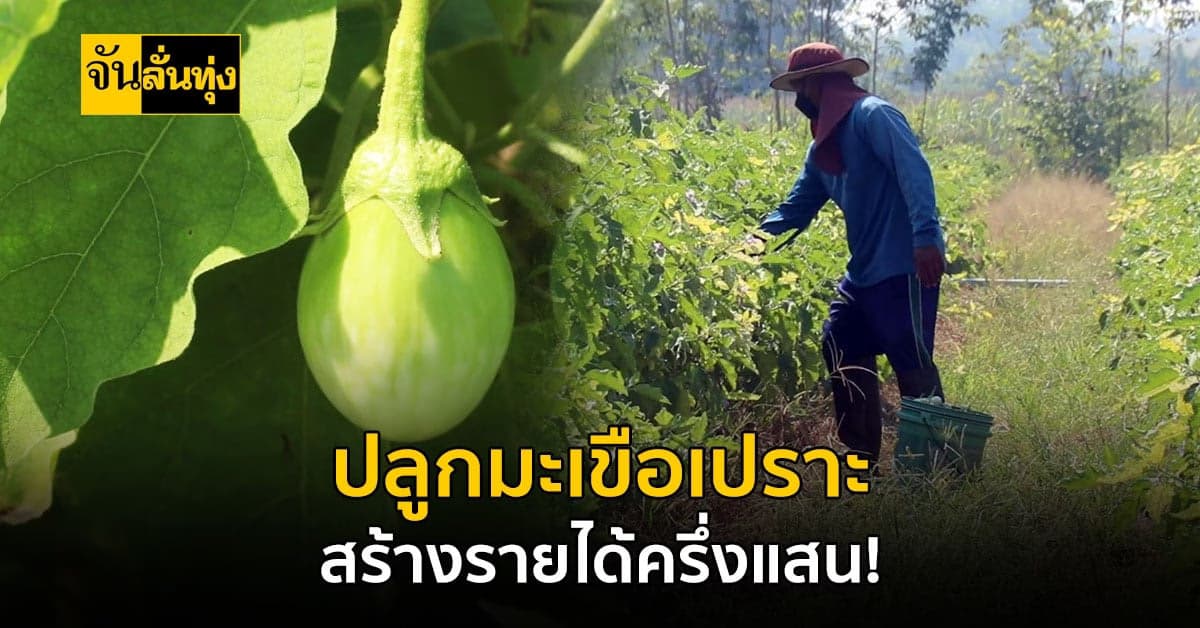 เกษตรกรพิจิตร ปลูกมะเขือเปราะ สร้างรายได้เดือนละ 50,000 บาท