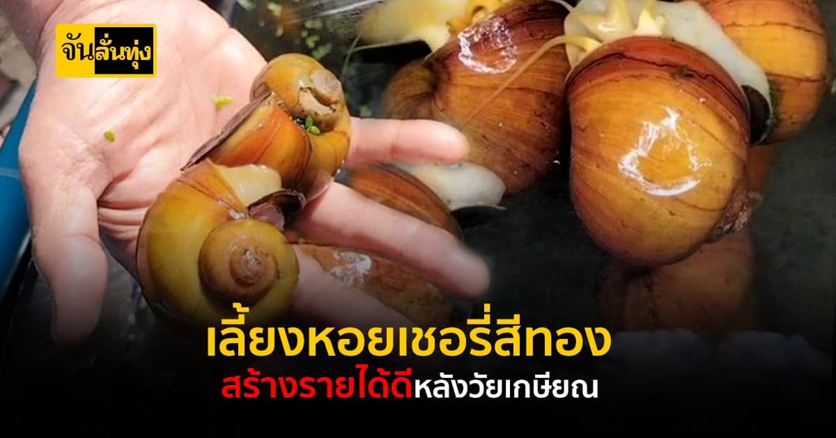 สองสามีภรรยา เลี้ยงหอยเชอรี่ แบบลงทุนน้อย แต่สร้างรายได้ดี