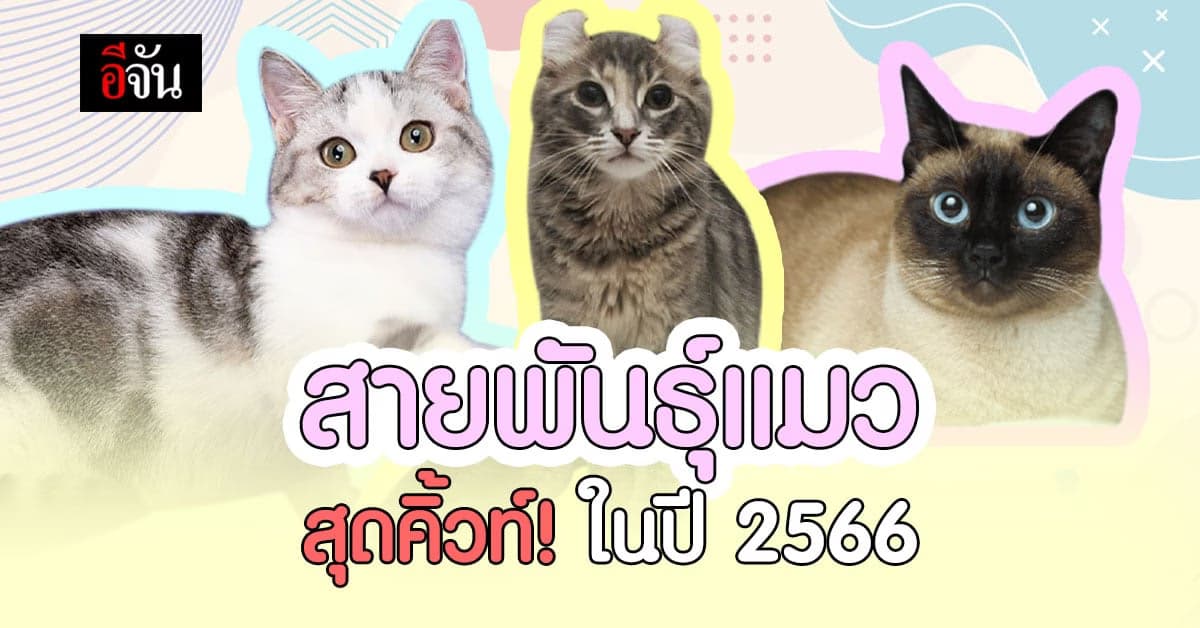 เปิด 4 สายพันธุ์แมวสุดแสนจะน่ารัก น่าเอ็นดู ในปี 2566