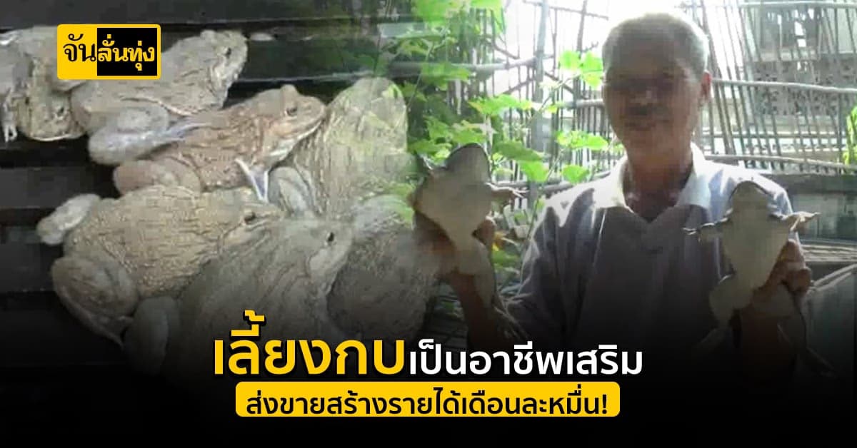 หนุ่มพะเยา เลี้ยงกบฟ้าสีทองสร้างรายได้งาม